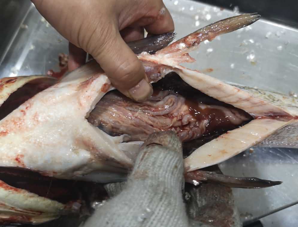殺魚機，殺魚機器，自動殺魚機，殺魚機多少錢，殺魚機價格